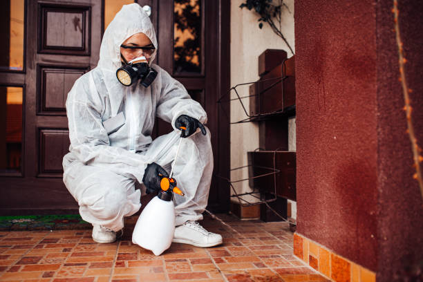 Reliable Wasp Removal contractor in Metuchen, NJ by Show Me Pest Control
